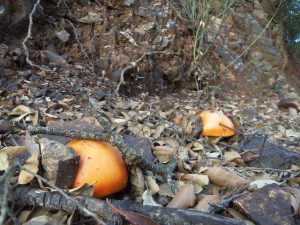 Amanita caesarea - ou de reig