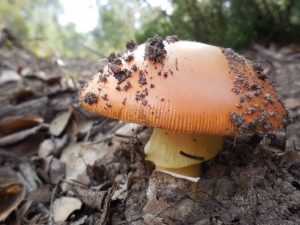Amanita caesarea - ou de reig